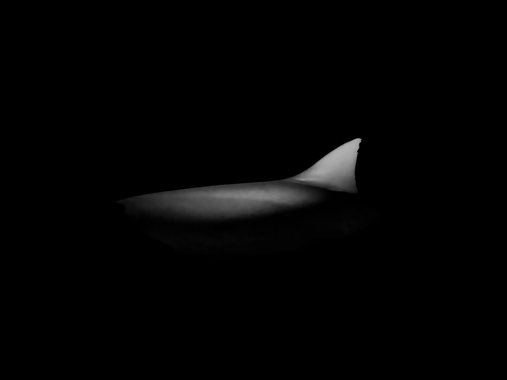 Underwater FineArt photography by Alexej Sachov – The Shape of Night — Sharkship (2022), presented at boot Düsseldorf 2026 (Maritime Art)