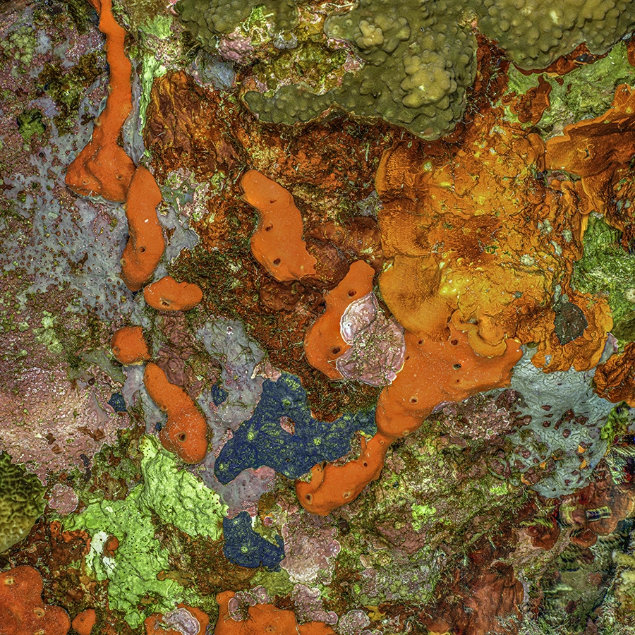 Alexej Sachov, The Jewel of Nature #9 (2025), coral macro photograph.