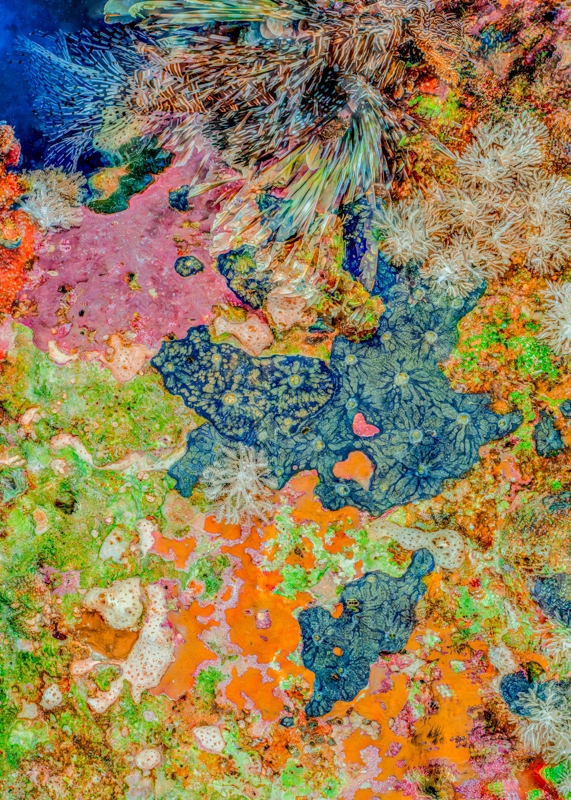 The Jewel of Nature #6 (2025) by Alexej Sachov, underwater coral photograph