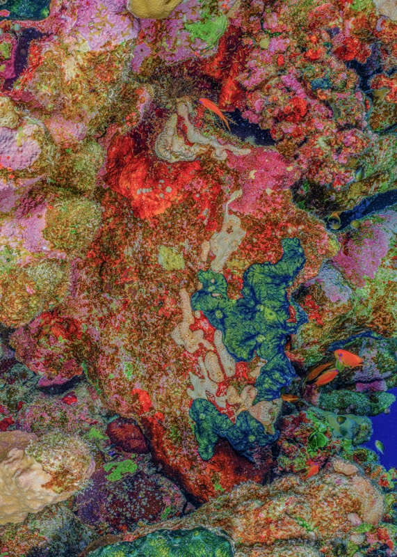 The Jewel of Nature #7 (2025) by Alexej Sachov, coral reef Fine Art photograph