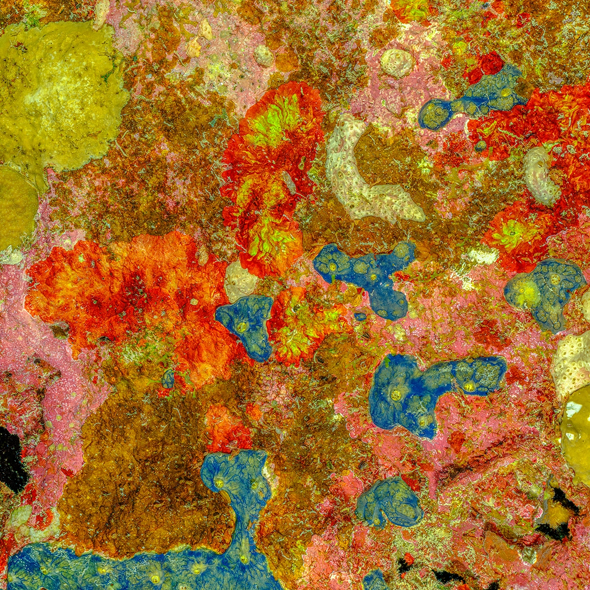 Underwater Fine Art photography by Alexej Sachov: The Prehistoric Art of Nature #1 (2025), coral close-up, presented at Artexpo New York 2026, Booth S311