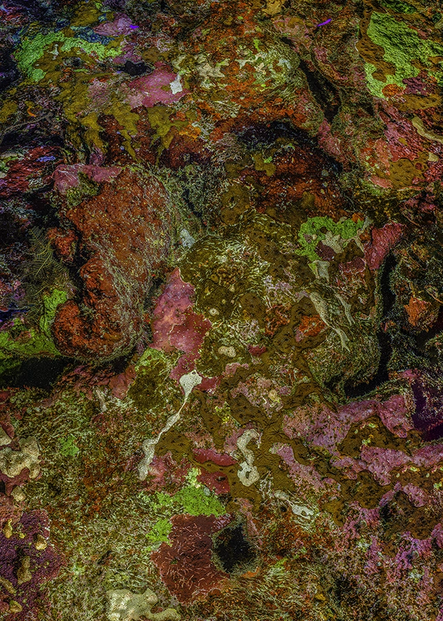 The Jewel of Nature #11 (2025) by Alexej Sachov, coral reef photograph