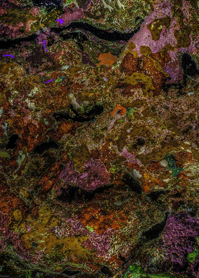 The Jewel of Nature #13 (2025) by Alexej Sachov, underwater Fine Art photograph