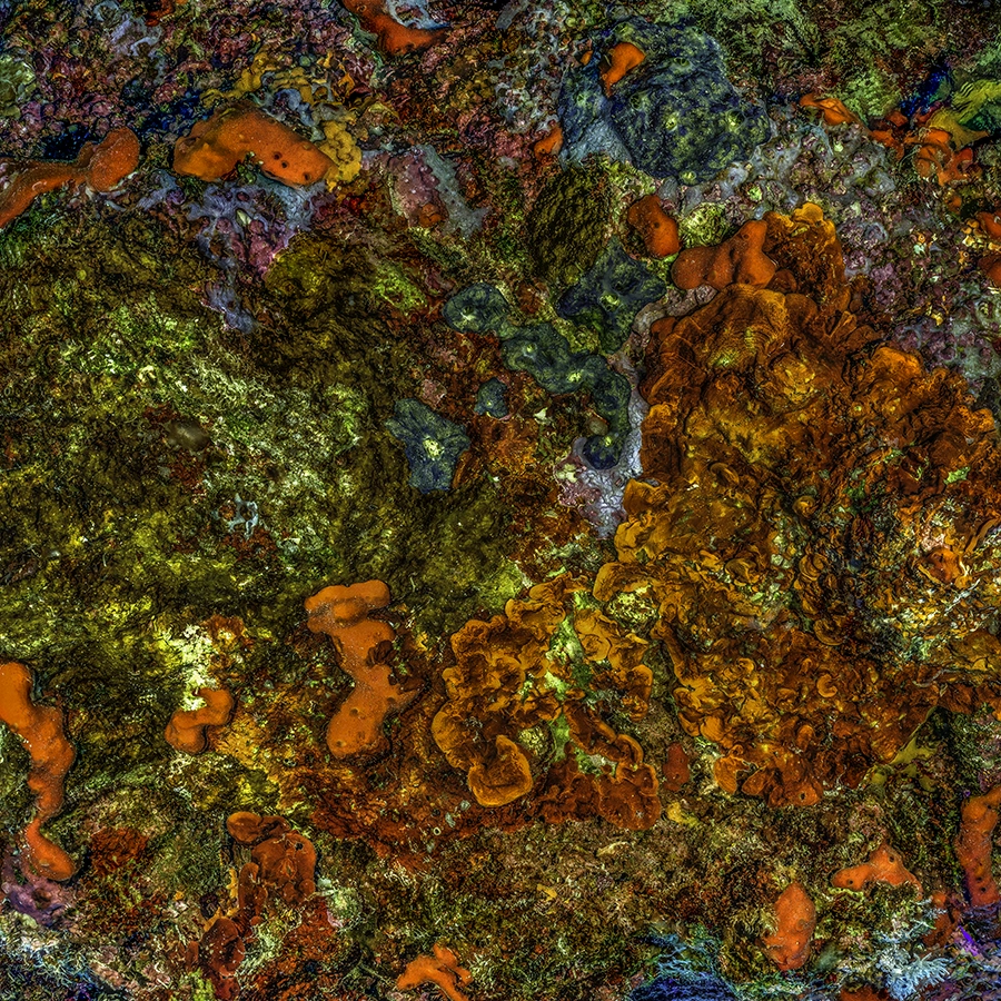 The Jewel of Nature #3 (2025) by Alexej Sachov, underwater close-up photograph