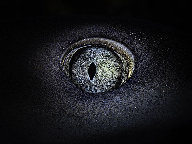 Close-up shark eye from the series «Searching for the Truth in the Fish Eye» by Alexej Sachov.