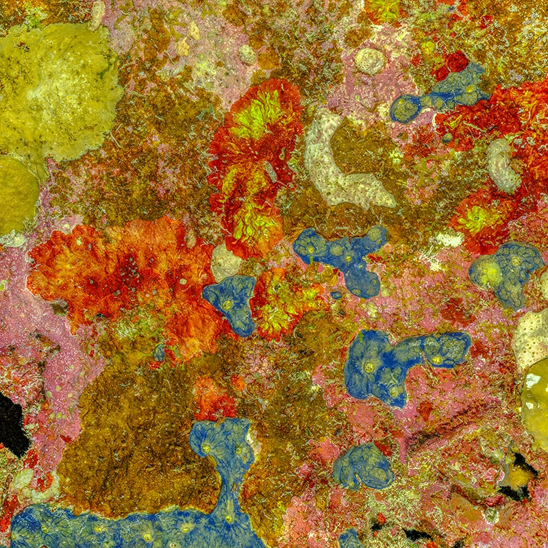 The Prehistoric Art of Nature #1 (2025) by Alexej Sachov. Coral reef macro photography from The Jewel of Nature umbrella project. Photo Basel 2026, Basel Art Week.